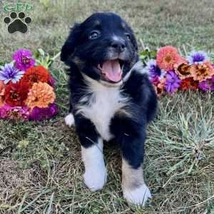 Camilla, Miniature Australian Shepherd Puppy